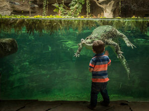 Supporting image for story: Top places to take the kids this half-term in the Midlands and Shropshire