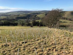 Supporting image for story: Conservation project plants thousands of trees to protect Shropshire Hills