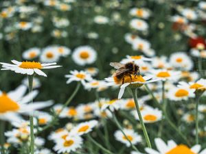 Supporting image for story: Bradford Green backs heritage plans to help restore biodiversity