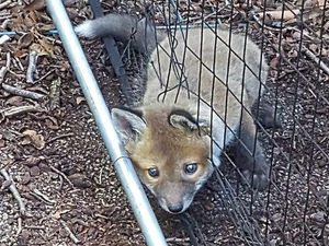 Supporting image for story: Fox in a fix as cub gets stuck in Walsall sports net