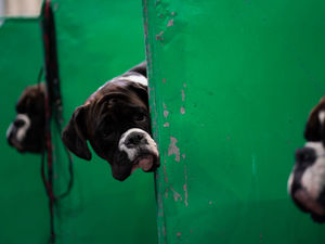 Supporting image for story: Crufts Day One - LIVE coverage