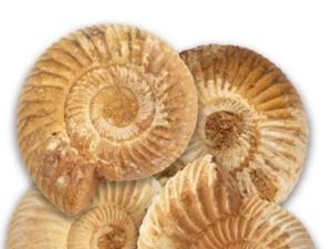 Supporting image for story: Dudley Museums are identifying fossils again