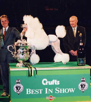 Topscore Contradiction, Poodle (Standard) in 2002. Credit the Kennel Club