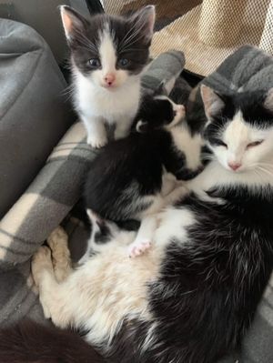Bella with her mother and siblings