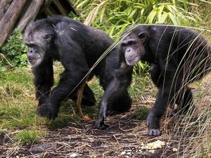 Supporting image for story: Chimps predisposed to music and like to boogie, study shows