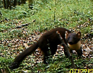 First Shropshire pine marten 2015