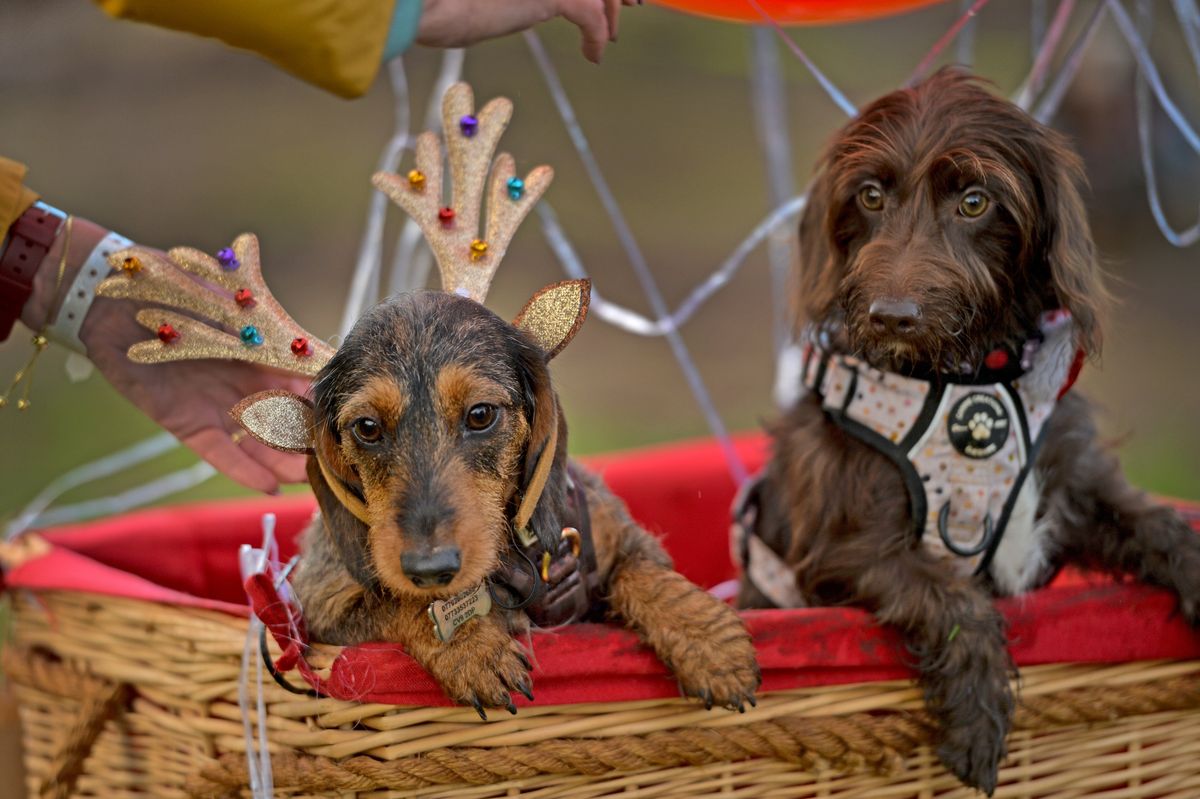 Hundreds of sausage dogs to take over Shropshire attraction this month for return of popular Christmas dachshund event Hundreds of sausage dogs to take over Shropshire attraction this month for return of popular Christmas dachshund event