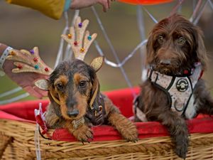 Supporting image for story: Hundreds of sausage dogs to take over Shropshire attraction this month for return of popular Christmas dachshund event