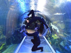 Supporting image for story: Disney On Ice cast take to new depths at National SEALIFE Centre Birmingham ahead of city shows - in pictures