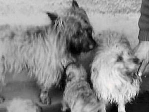 Supporting image for story: There's just something special about dogs