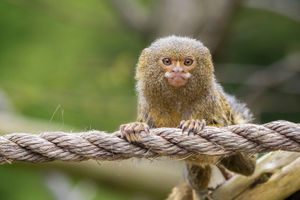 The six monkeys arrived at West Midlands Safari Park in October last year
