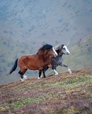 Shropshire Hills ponies, by Will Marston