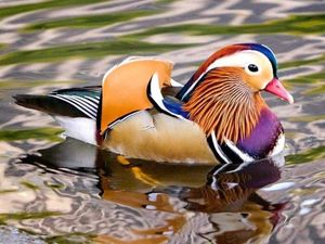 Supporting image for story: Colourful character takes up residence at Ellesmere Mere 