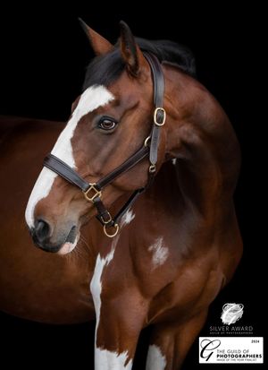 'Merlin' which was awarded Silver, and has also been selected for Equine Image of the Year