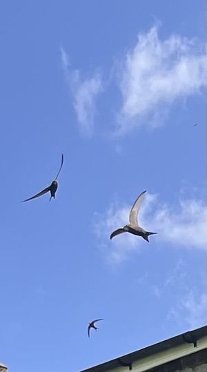 Group of swifts. Photo: Anna Harlow