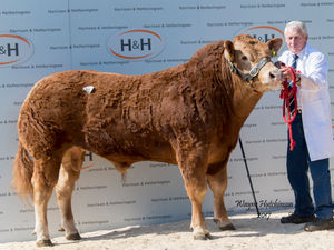 Supporting image for story: British Limousin sales break the £6 million mark