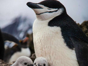 Supporting image for story: Peter Rhodes: The Beatrix Potter tendency