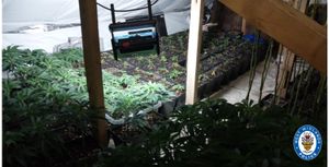 Police made five arrests after discovering the huge haul