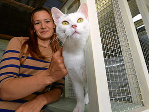 Supporting image for story: Cat charity launches new branch near Whitchurch