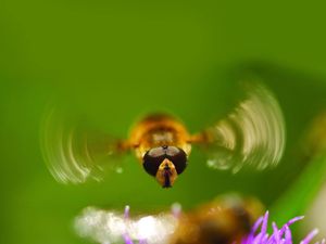 Supporting image for story: Drivers asked to count bugs splattered on cars to help document insect population numbers