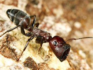 Supporting image for story: Newly discovered ‘exploding ants’ will kill themselves to protect the colony