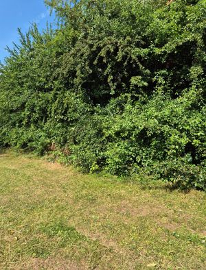 The hedge in Hawbush before Dudley Council workers cut it back to stumps. Picture Cllr Matt Cook free for LDRS use