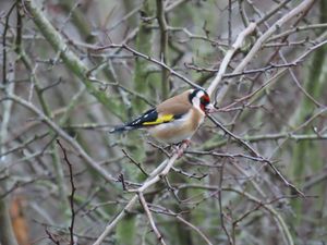 A goldfinch