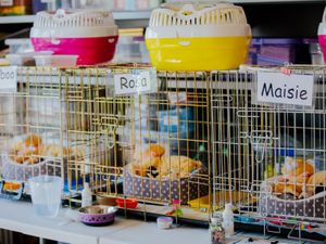 Activities for young budding shelter volunteers.