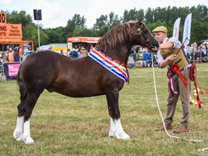 Supporting image for story: Organisers hope for record-breaking year at Minsterley Show