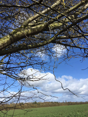 Metal wires were left hanging from trees near where sheep remains were found in a separate incident near Atcham