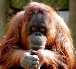 Jazz the Bornean orangutan