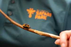 Even the tiniest critters are included in the round-up.