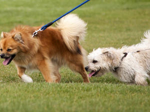 Supporting image for story: Shropshire warning as dogs stolen to order