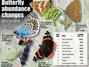 Supporting image for story: Shropshire provides safe haven for rare butterfly