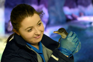 Flash the penguin chick a few days old at the National Sea Life Centre