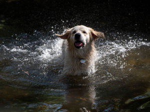 Supporting image for story: Dog hydrotherapy centre in Telford returns to industrial use as business reaches end of ‘leash’