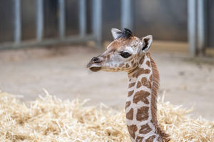 Keepers have named the calf Namara, meaning sunshine.