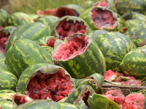 Supporting image for story: Landowner will have to clear watermelons dumped on private land