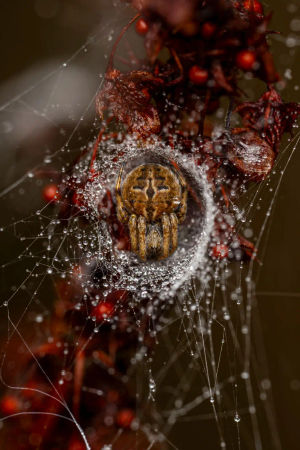 Jamie's award winning picture called The Weaver's Lair