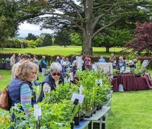 Supporting image for story: Bank Holiday Plant Fair returns to Arley Arboretum