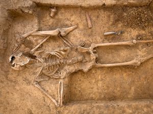 Supporting image for story: Archaeological dig at site of Battle of Waterloo to find remains of 20,000 men