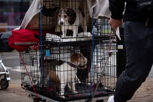 Jack Russell Terrier dogs arrive at the Birmingham National Exhibition Centre (NEC) for the final day of the Crufts Dog Show. PA Photo. Issue date: Sunday March 8, 2020. See PA story ANIMALS Crufts. Photo credit should read: Jacob King/PA Wire.