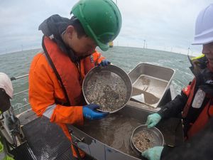 Supporting image for story: Scientists explore impact of offshore wind farms on seabed