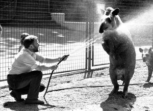 Dudley Zoo curator Chris Round keeping Tim the Tapir Cool in the summer of 1978