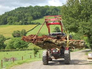 Supporting image for story: Oak sapling from felled ancient tree presented to the Queen 