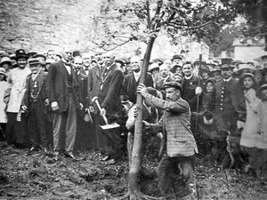 Supporting image for story: New Armistice memorial tree to be planted in Ludlow