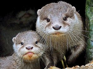 Supporting image for story: Hoo Farm welcomes otterly adorable new arrivals - with video