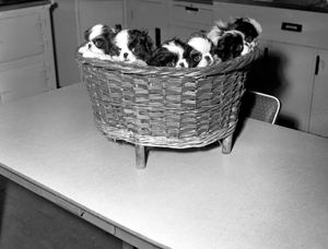 1964: A basketful of Japanese Spaniels, bred by Major Reggie Waugh Harris of Pontesbury. Also known as Japanese Chin, they are described as “happy, gentle and good natured” dogs.