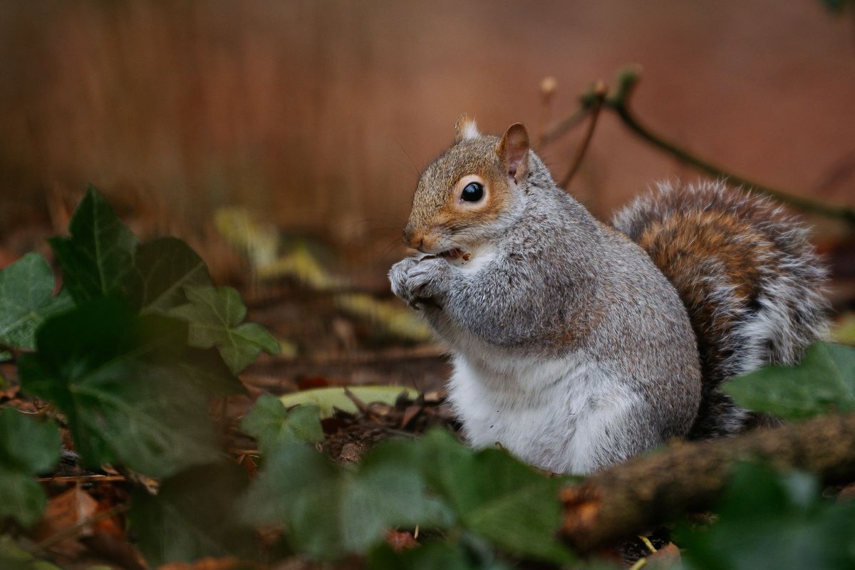 UKs woodland wildlife declining and veteran trees disappearing despite more tree cover, report finds