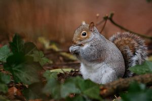Squirrel